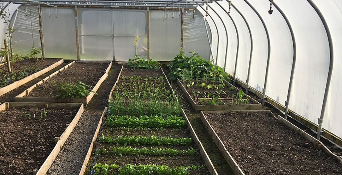 Inside a polytunnel used for growing plants