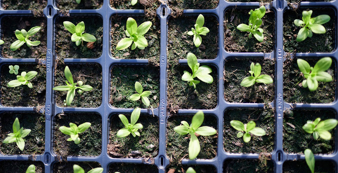 Picture of seedlings growing in a tray